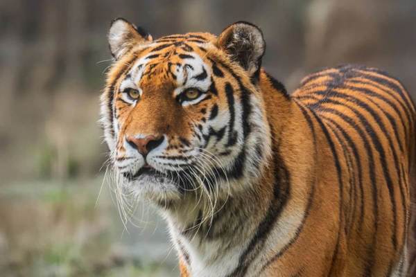 Banham Zoo featured image.