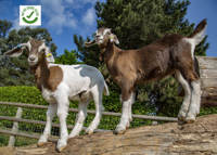Barleylands Farm Park logo