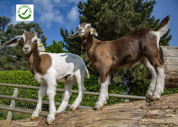 Barleylands Farm Park featured image.