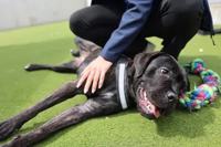 Battersea Dogs & Cats Home logo
