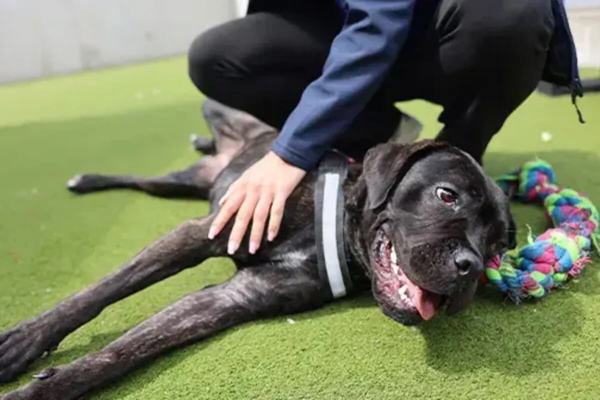 Battersea Dogs & Cats Home featured image.