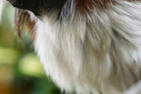 Battersea Park Children's Zoo featured image.