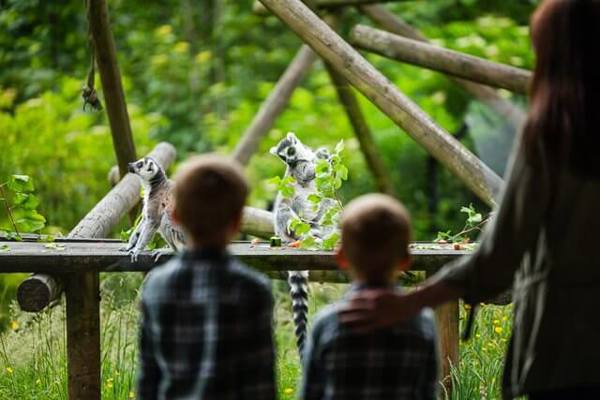 Belfast Zoo featured image.