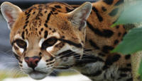 Birmingham Wildlife Conservation Park logo