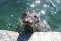 Blue Reef Aquarium Tynemouth logo