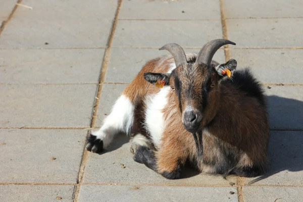 Borth Animalarium featured image.