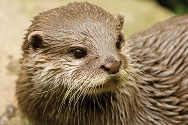 Bournemouth Oceanarium featured image.