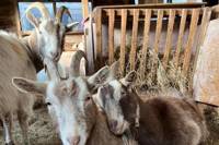 Buttercups Sanctuary for Goats logo