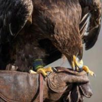Eagle Heights Wildlife Centre logo