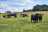 Farm Attraction - Highland Cows, Animal Feeding, Wholesome fun! logo