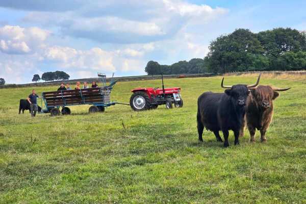 Farm Attraction - Highland Cows, Animal Feeding, Wholesome fun! featured image.
