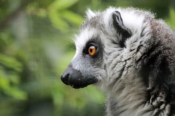 Fife Zoo featured image.