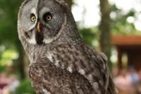 Hawk Conservancy Trust logo
