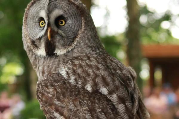 Hawk Conservancy Trust featured image.