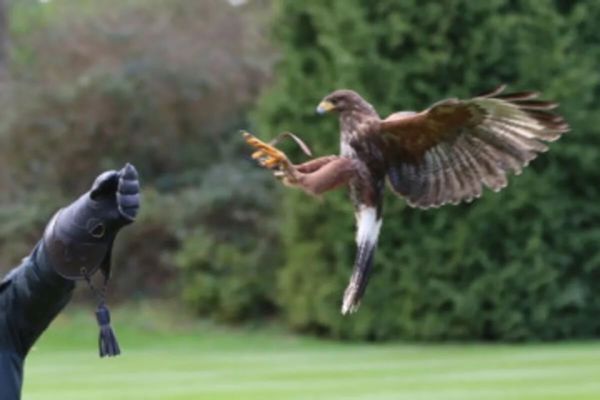 Hawkeye School of Falconry featured image.