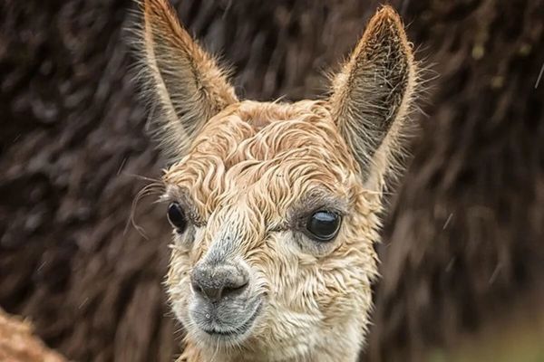 Hillview Animal Park featured image.