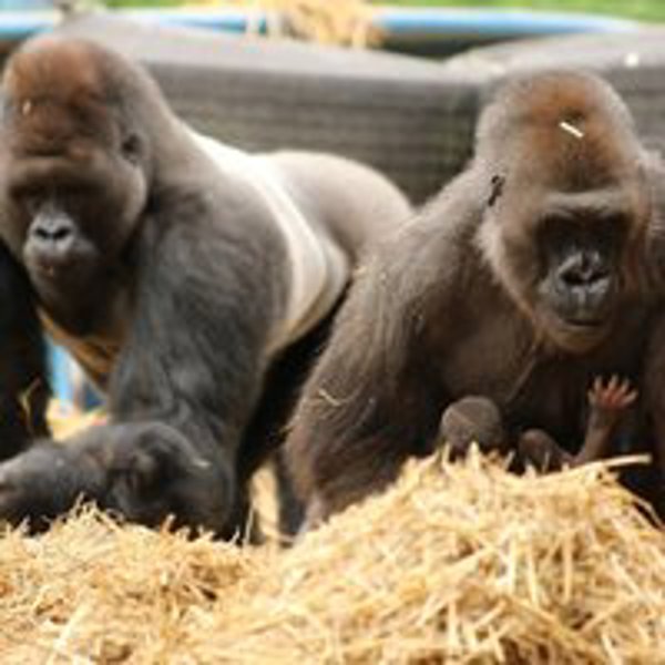 Howletts featured image.