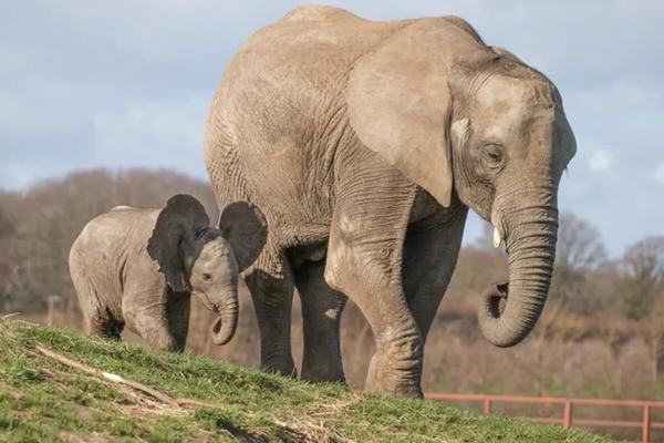 Howletts Wild Animal Park featured image.