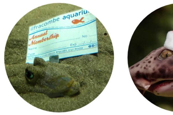 Ilfracombe Aquarium featured image.