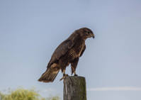 Imperial Birds of Prey Academy logo