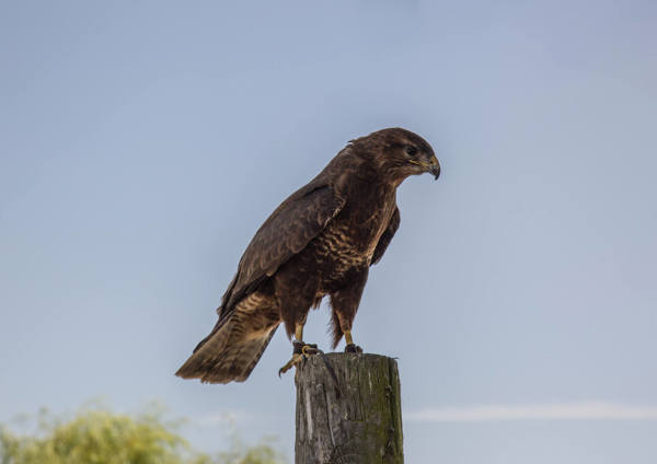 Imperial Birds of Prey Academy featured image.