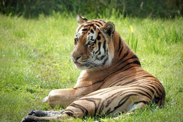 Knowsley Safari Park featured image.