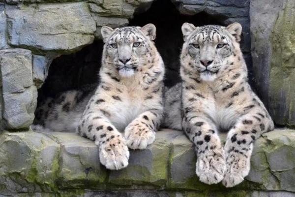 Lakeland Wildlife Oasis featured image.
