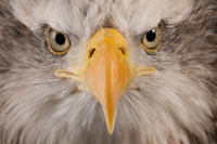 Liberty's Owl, Raptor and Reptile Centre logo
