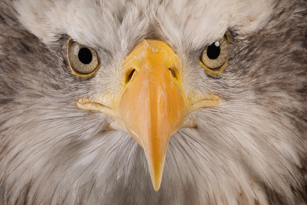 Liberty's Owl, Raptor and Reptile Centre featured image.