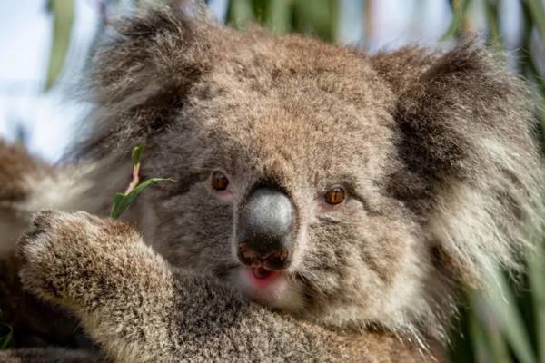 Longleat Safari Park featured image.