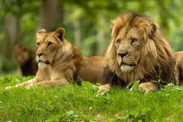 Longleat featured image.