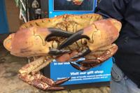 Lyme Regis Marine Aquarium logo
