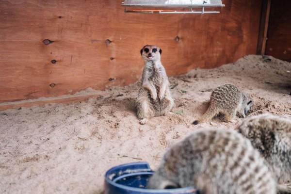 Maldon Promenade Zoo featured image.