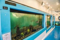 Mevagissey Marine Aquarium logo