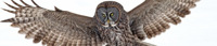 North Somerset Bird of Prey Centre logo