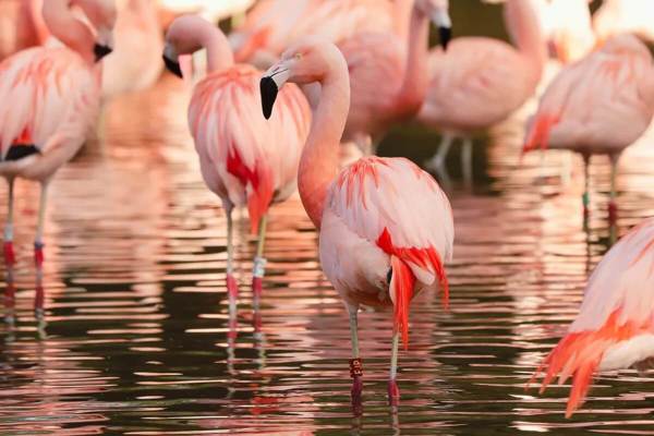 Paignton Zoo featured image.