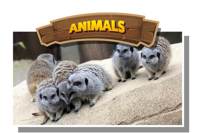 Pettitts Animal Adventure Park logo