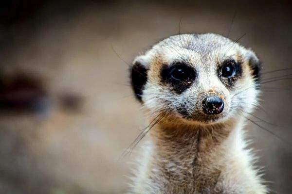 Plantasia Tropical Zoo featured image.