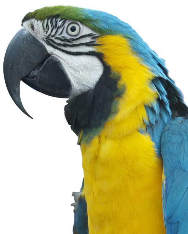 Porfell Wildlife Park & Sanctuary featured image.
