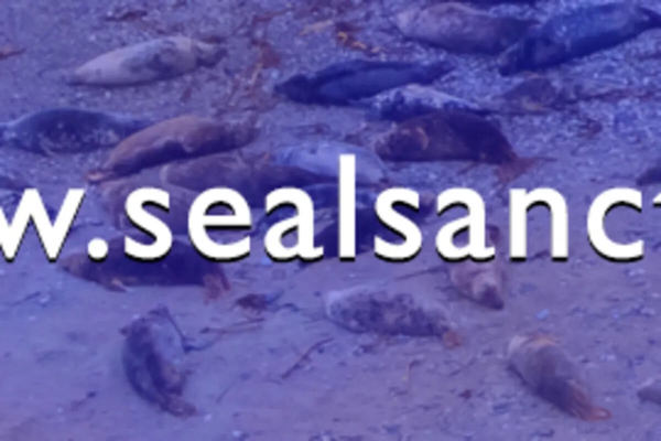 SEA LIFE Trust featured image.