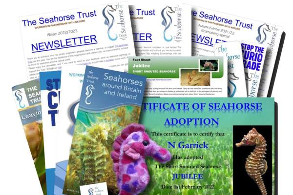 Seahorses featured image.