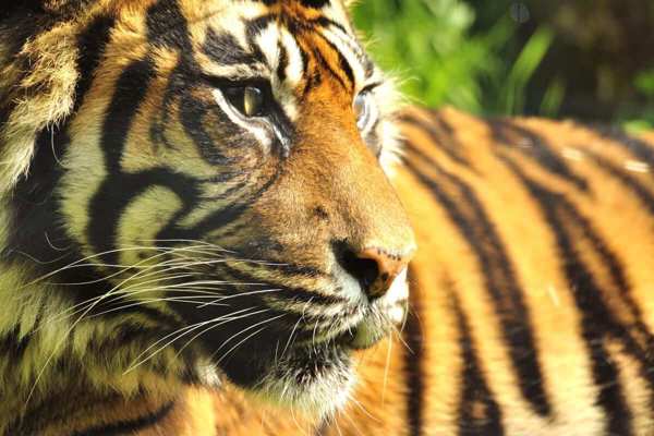 Shepreth Wildlife Park featured image.