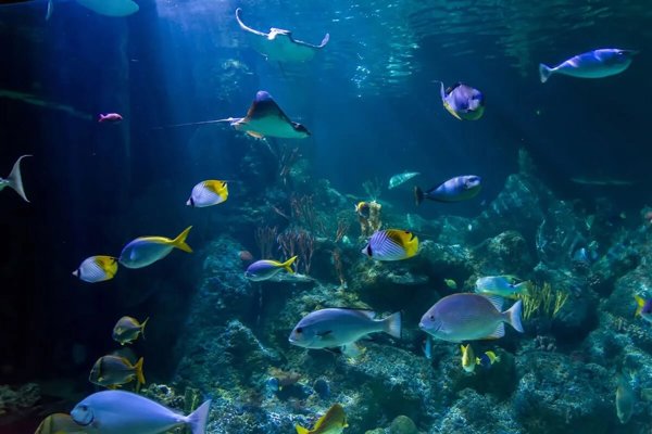 Skegness Aquarium featured image.