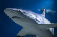 The Deep logo