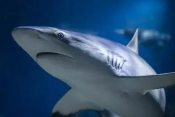 The Deep featured image.