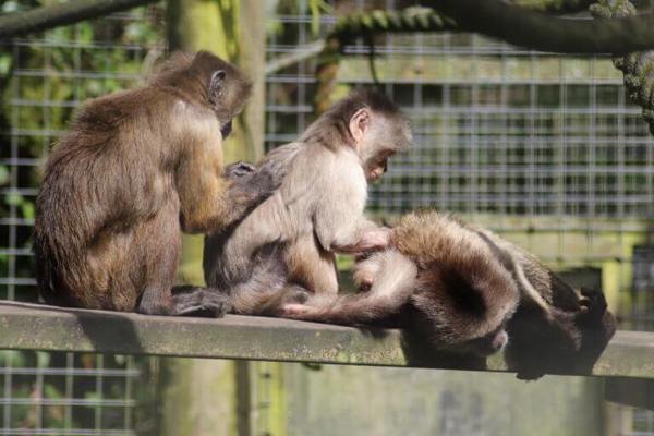 The Monkey Sanctuary featured image.