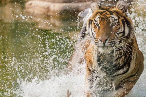 The Wildheart Animal Sanctuary featured image.