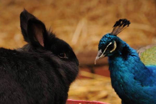 Walton Hall Zoo featured image.
