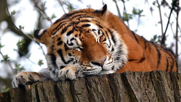Woburn Safari Park featured image.
