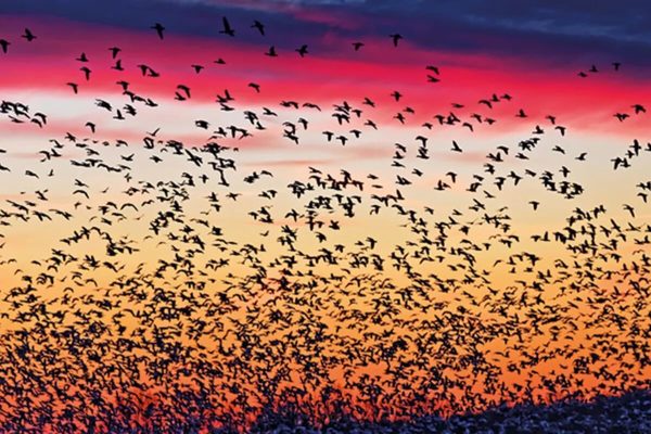 WWT Martin Mere Wetland Centre featured image.